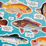 Judgy Fish
