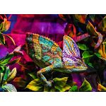 Colourful Animals - Chameleon