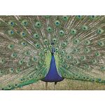 Blue Peacock - 1000 Piece Jigsaw Puzzle