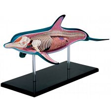 4D Vision - Dolphin Anatomy Model - 