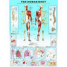 The Human Body