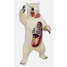 4D Vision - Polar Bear Anatomy Model - 