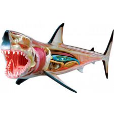4D Vision - Great White Shark Anatomy Model - 