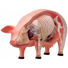 4D Vision - Pig Anatomy Model - 