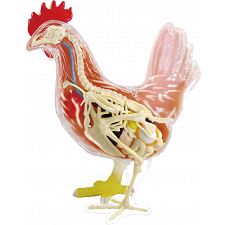 4D Vision - Chicken Anatomy Model - 