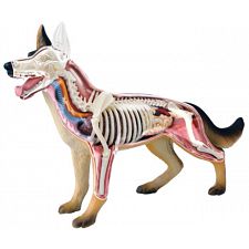 4D Vision - Dog Anatomy Model - 