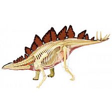 4D Vision - Stegosaurus Anatomy Model