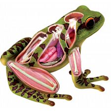 4D Vision - Frog Anatomy Model