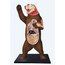 4D Vision - Brown Bear Anatomy Model - 