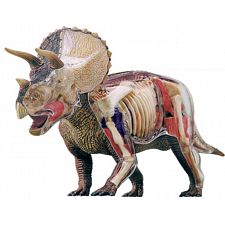 4D Vision - Deluxe Triceratops Anatomy Model - 