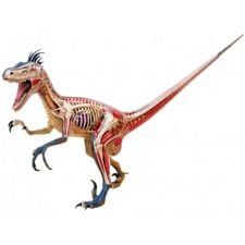 4D Vision - Deluxe Velociraptor Anatomy Model - 
