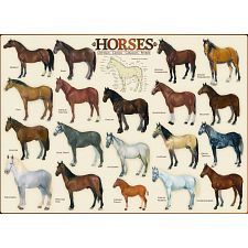 Horses (Eurographics 628136600781) photo