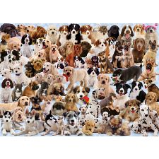Dogs Galore! - 