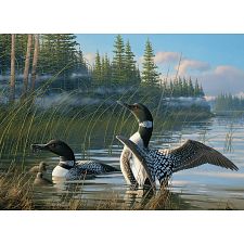 Common Loons - 