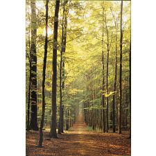 Forest Path - 
