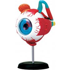 4D Human Anatomy - Eyeball - 