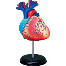 4D Human Anatomy - Heart - 
