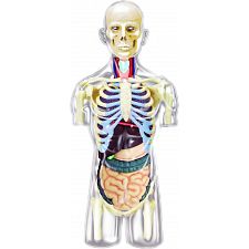 4D Human Anatomy - Transparent Torso - 