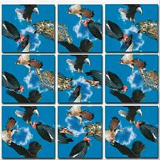 Scramble Squares - Birds of Prey
