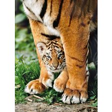 Bengal Tiger Cub - Rectangle Box