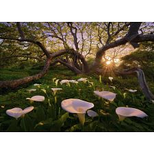 Magic Forests: Calla Clearing