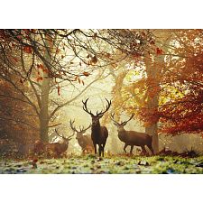 Magic Forests: Stags