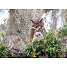 Great Horned Owl (Cobble Hill 625012401760) photo