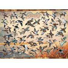 Ducks of North America (Cobble Hill 625012401777) photo