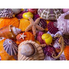 Sea Shell Treasures - 