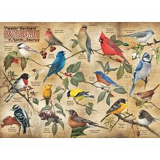 Popular Backyard Wild Birds of North America - 