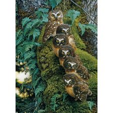 Family Tree