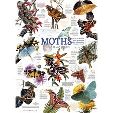 Moth Collection - 
