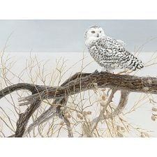 Fallen Willow Snowy Owl - Large Piece