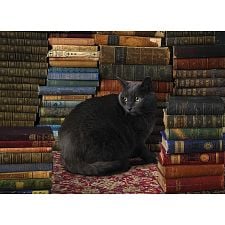 Library Cat - 