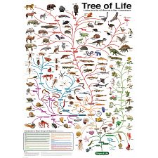 The Tree of Life (Eurographics 628136602822) photo