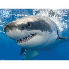 Great White Shark - Discovery Shark Week - 3D Lenticular Jigsaw (Prime 3D 670889200282) photo