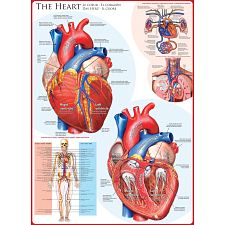 The Heart (Eurographics 628136602570) photo