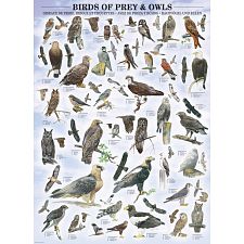 Birds of Prey and Owls