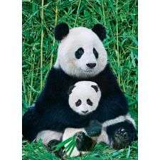 Panda and Baby (Eurographics 628136601733) photo