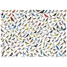 The World of Birds