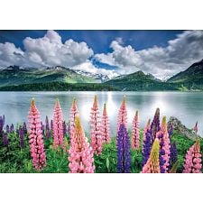 Lupins on the Shores of Lake Sils, Switzerland