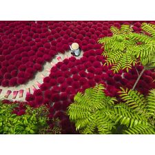 A Sea of Red