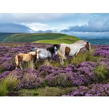 Wild Horses in the Heather - 2000 Piece Jigsaw Puzzle