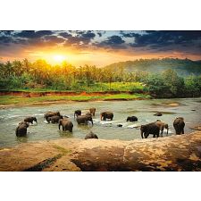 Peaceful Elephants - 1000 Piece Jigsaw Puzzle (Trefl 061152650345) photo