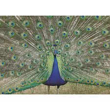 Blue Peacock - 1000 Piece Jigsaw Puzzle (Trefl 061152818301) photo