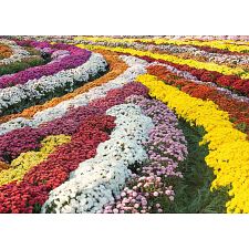 Chrysanthemum Garden - 1000 Piece Jigsaw Puzzle (Trefl 061152818509) photo
