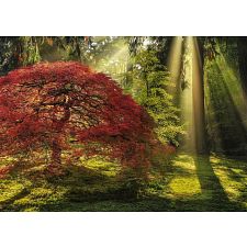 Magic Forests: Guiding Light - 1000 Piece Jigsaw Puzzle (Heye 4001689298555) photo