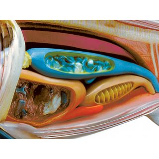 4d vision great white shark