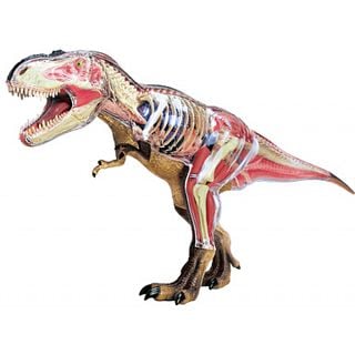 4D Vision - Deluxe Tyrannosaurus Rex Anatomy Model