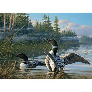 Common Loons